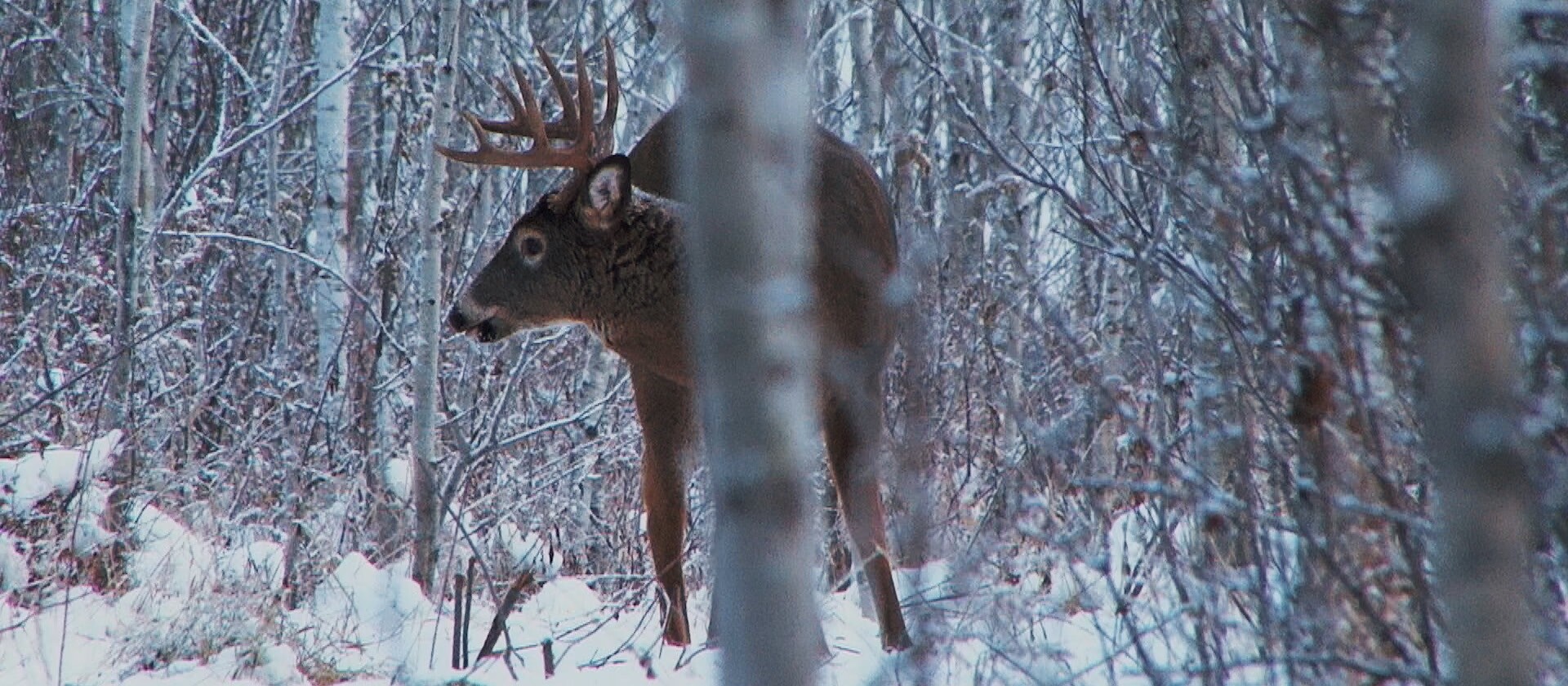 Deer Hunter　northern country　143　スノーボード Deer Hunter northern country 143 スノーボード Deer Hunter